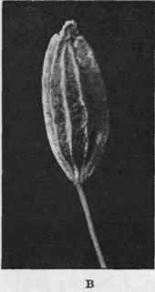 Fig. 65.   Dill fruit. A, English; B, Indian. Magnified 6 diam.