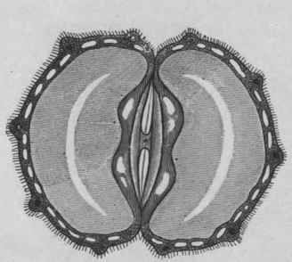 Fig. 66.   Anise fruit. Transverse section indicating the position of the vittae, not all of which (about forty in each mericarp) are shown. Magnified. (Moeller.)