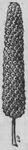Fig. 76.   Long Pepper. (Planchon and Collin.)