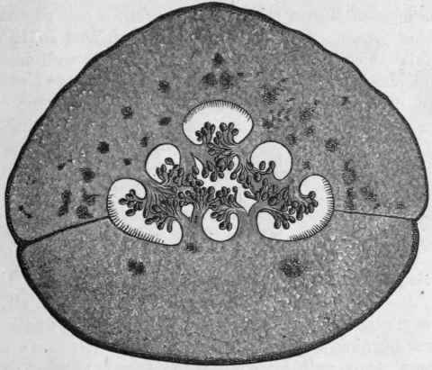 Fig. 78.   Vanilla. Transverse section of fruit, showing the placentas, seeds, and secreting hairs on inner epidermis of the pericarp. Magnified. (Moeller.)