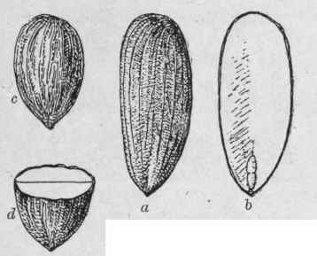 Fig. 91.   Almond: a, Sweet Almond; b, same, cut longitudinally, c, Bitter Almond; d, same, cut transversely. Natural size. (Holmes.)