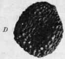 Fig. 96.   Henbane seed. A, entire fruit, showing dehiscence. B, the same cut vertically. C, seed, cut longitudinally. (Luerssen.) D, seed, showing reticulate surface. Magnified.