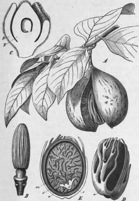 Fig. 97.   Nutmeg. A, fruiting branch of Myristica fragrans, showing fruit dehiscing. B, stamens of staminate flower; magnified. C, pistillate flower cut longitudinally; p, perianth; g, ovary; magnified. D, Nutmeg surrounded by the arillus (mace). E, the same cut longitudinally, showing the embryo, e. (Luerssen.)