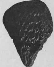 Fig. 99.   Grain of Paradise. (Magnified.)