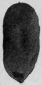 Microscopical Characters 31