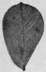 Microscopical Characters 32