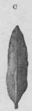 Substitutes Etc 36