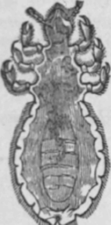 Fig. 23.   Phtbirius capitis, or