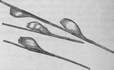 Fig. 24.   Eggs of the phthirius capitis. (Anderson.)