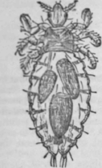 Fig. 25.   Phthirlus or pediculus corporis. also called pediculus ves