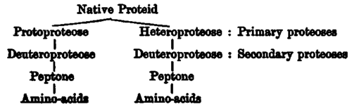 Absorption Assimilation Processes Of Metabolism 1