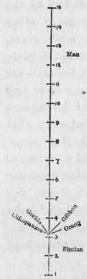 The Evolution Ladder, showing Man's Ascent from the Ape.