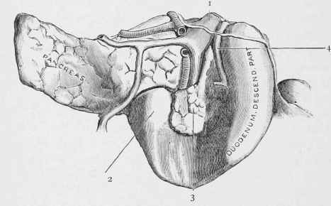 The Duodenum from behind.