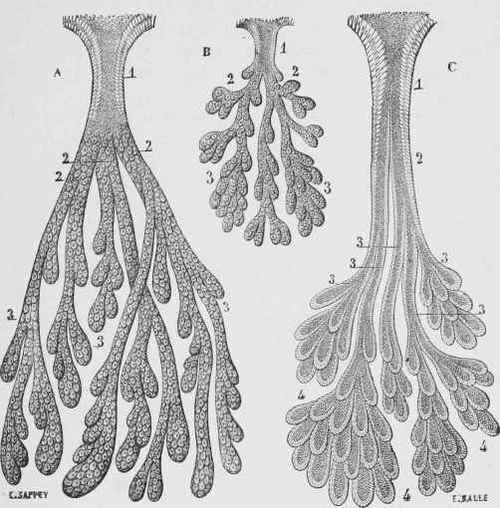The Gastric Glands of Man
