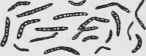 The Tubercle Bacillus
