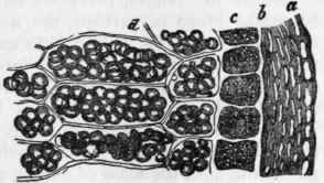 Microscopic characters of wheat (+ 200) (from Landois and Stirling).