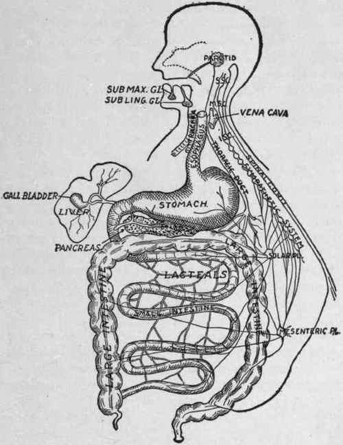 Diagram of the Digestive System. Showing alimentary canal, associated glands, lacteals, and nerves.