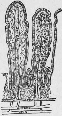 Villi, showing lacte als and blood supply.
