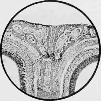 From a vertical section of the Cranium of a Rat aet.