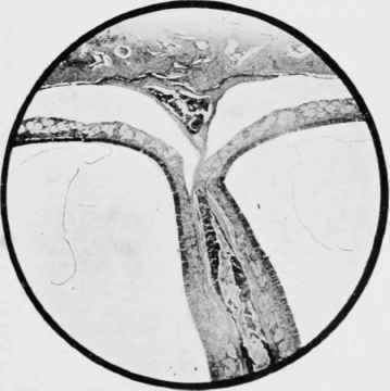 From a vertical section of the Cranium of a Rat set.