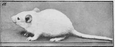 Ox Flesh I The Effect Of An Ox Flesh Diet On Very  32