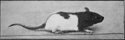 To show the relative size of two male rats of the same litter after being fed.