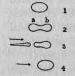 Diagram showing combined peristalsis and segmentation.