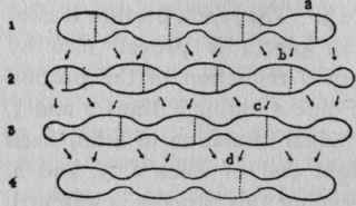 Diagram showing the relations of the portions when they are constricted into three pieces.