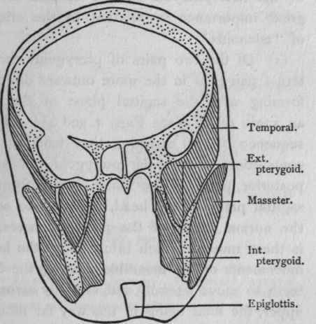 Vertical transverse (slightly oblique) section through the head on a level with the epiglottis.