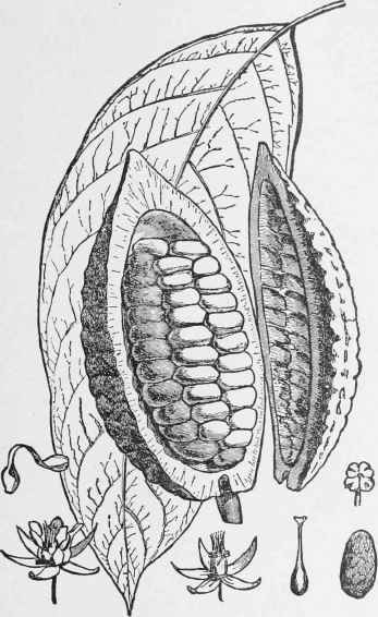 COCOA BEANS. Showing Fruit, Flowers and Leaf.