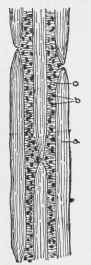 Fibre Of Meat. a. Fibre b. Fat c. Connecting tissue.