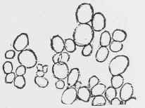 Rice Starch.