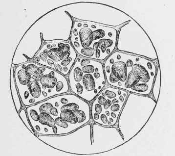 STARCH OF A POTATO ENCLOSED IN CELULOSE CELLS.