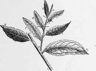 TEA LEAVES.