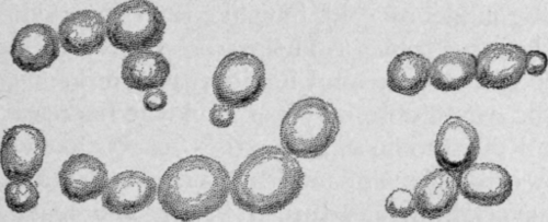 Buchanan's Household Bacteriology.