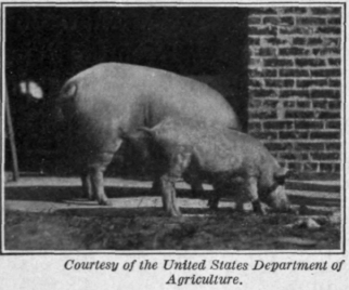 Fig. 2.   Litter mates.