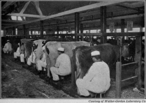 Fig. 20.   Notice how clean everything looks in this picture of milking time.