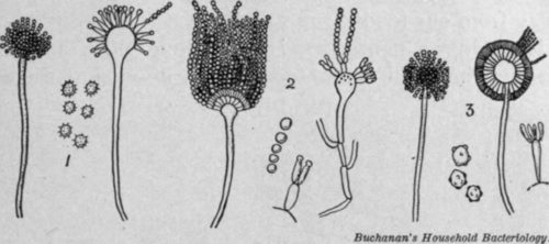 Fig. 45.   Three species of mold as seen under a powerful microscope.