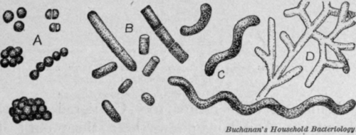 Fig. 46.   The four types of bacterial cells as seen under a powerful microscope. A, cocci; B, bacilli; C, spirilla; D, branched filamentous organism.