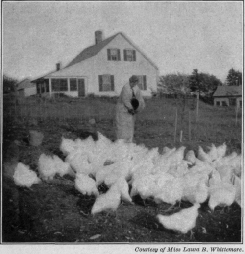 Fig. 75.   Miss Field and her flock of White Wyandottes.