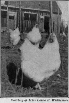 Fig. 76.   Beauty Bright. The openings in the houses are closed by shutters covered with heavy cotton cloth.