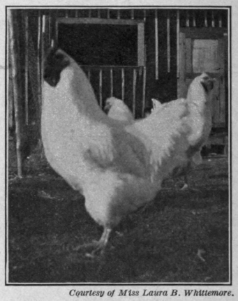 Fig. 77.   Jack, one of Miss Field's cocks, with his well ventilated house at the back.