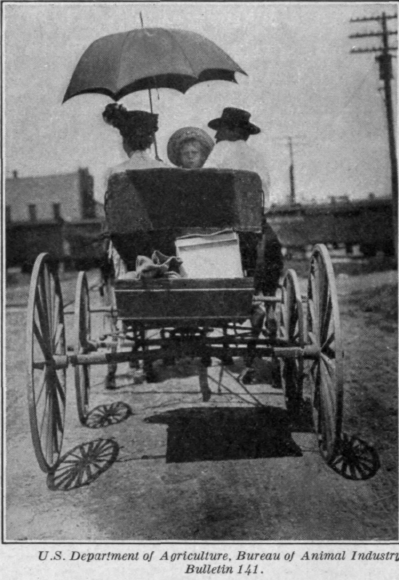 Fig. 78.   Taking eggs to market. Eggs exposed to the sun during an eight mile drive at a temperature of 1060.