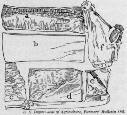 Fig. 96.   Side cuts of pork. a. Loin. b. Fat back. c. Spare ribs. d. Bacon strip, e. Trimmings, f. Leaf.