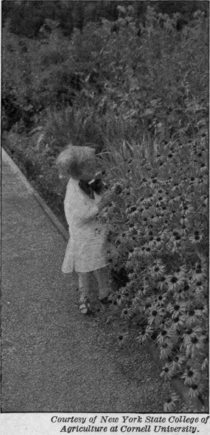 Fig. 97.   Mrs. Allen's garden has a border of rudbeckia.