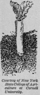 Fig. 99.   Mar jorie Allen learned to wrap paper around a seedling to keep off cutworms.