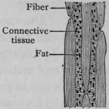 Longitudinal section.