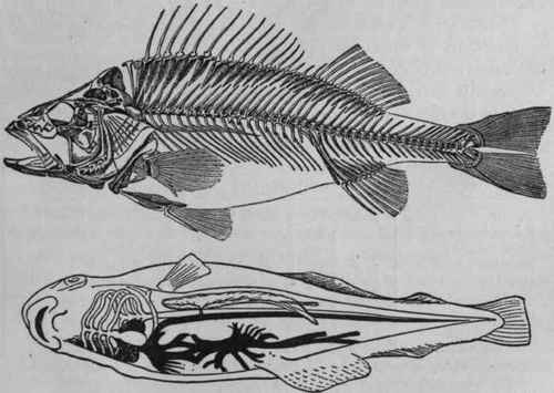 Perch   Skeleton and Circulation.