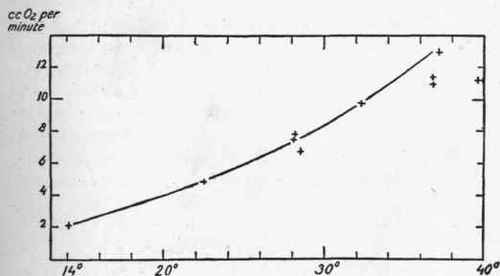 Curve of metabolism of a curarized dog subjected to different temperatures (after Krogh).
