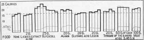 Dog II. Hourly metabolism beginning the second hour after giving amino acids with Liebig's extract.